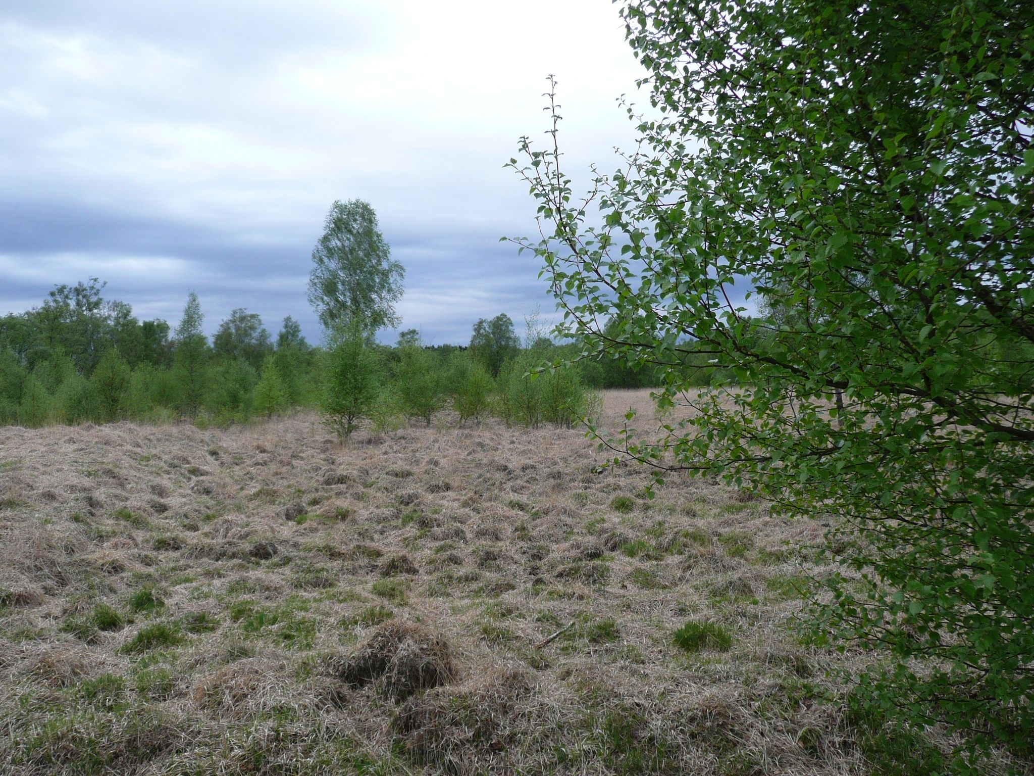 Beitragsbild vom Bodenkundlich-hydrologisches Gutachten Henstedter Moor. Zu sehen ist das Henstedter Moor.